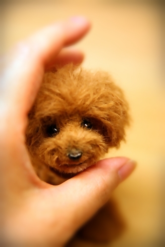 �r�уt�F���g